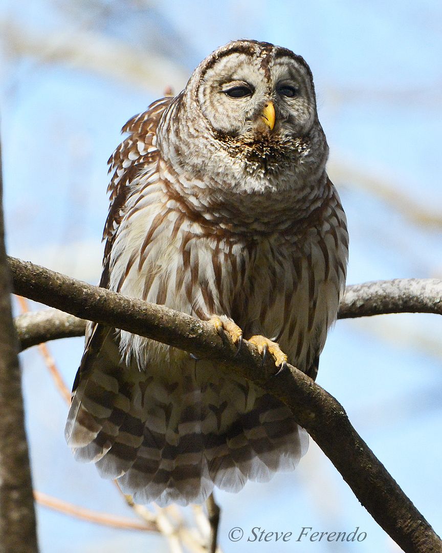 "Natural World" Through My Camera Barred Owl and Wild Turkey